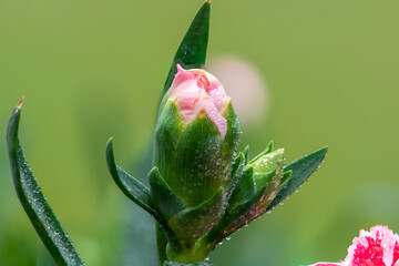 Close up of a dianthus flower bud