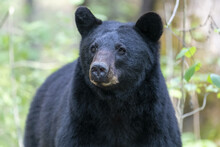 Closeup Shot Of A Black Bear In A Forest On A Blurred Background