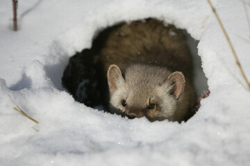 Wall Mural - Pine Martin in snow covered field