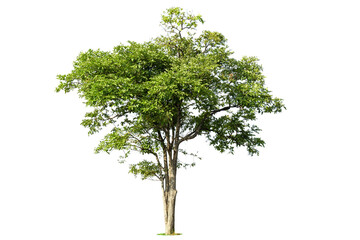 Isolated green tree on white background, Trees isolated on white background, tropical trees isolated used for design, advertising and architecture.