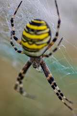 Vertical shot of a bright wasp spider knitting the net