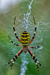 Vertical shot of a bright wasp spider knitting the net