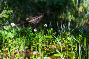 Canvas Print - grass and flowers