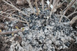 Fertilizing currant bush with firewood ash. close-up