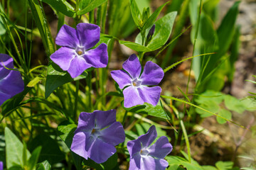 Sticker - Closeup shot of blooming Periwinkle flowers