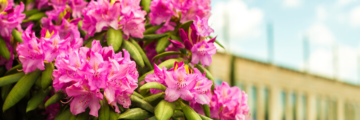 Wall Mural - banner. Beautiful blooming pink Azalea - flowering shrubs in the genus Rhododendron. Pink, summer flower background