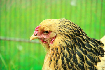 Canvas Print - Closeup shot of the head of a hen