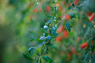 Wall Mural - Goji berry fruits and plants in sunshine field