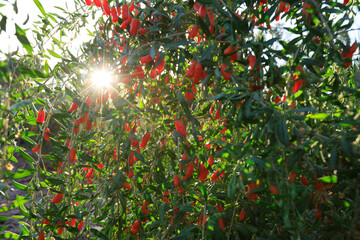 Wall Mural - Goji berry fruits and plants in sunshine garden