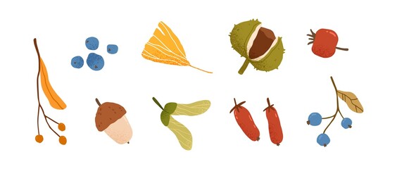 Poster - Cute autumn set of different berries, leaves and fruits. Seasonal fall blueberry, chestnut, pea leaf, barberry and acorn. Autumnal flat vector illustration isolated on white background