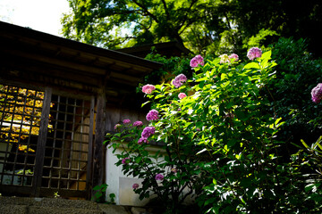 Wall Mural - Hasedera Temple in Nara in 2021.