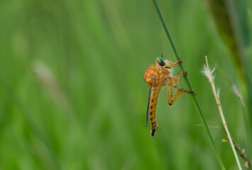 Wall Mural - Insect on a blade of grass