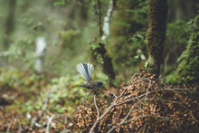 New Zealand Fantail, Nelson Lakes National Park