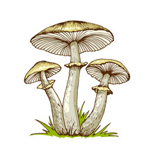 Poisonous Mushrooms Hand-drawn Illustration, Family Of Inedible Mushrooms Dangerous Mushrooms, Toadstool, Fly Agaric, White Toadstool, Family Of Mushrooms Isolated On A White Background
