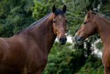 Fototapeta Konie - Lusitano on pasture, wild animals, outdoors, amazing horses.