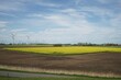 © Siegi - Rapeseed field in summer under blue sky in the background wind turbines