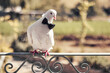 Elegant pigeon on the balcony