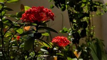 A Selective Focus Of A Bunch Of Beautiful Red Santan Flowers In HD