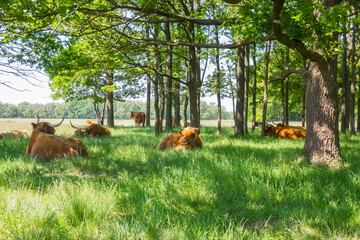 Wall Mural - Highlander cows under the trees in nature area Hijkerveld