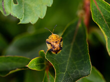 Closeup Of A Tortoise Beetle (Laccoptera Nepalensis) On The Leaf