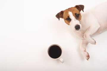 Wall Mural - Jack russell terrier dog with a mug of black coffee on a white background.