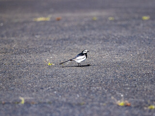 Poster - Black-backed Wagtail (Motacilla alba lugens) standing on the asphalt road