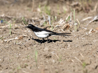 Poster - Closeup of a Japanese Wagtail (Motacilla grandis) standing on the soil