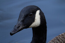 Full Head Half Profile Of A Canada Goose (Branta Canadensis) With A Dark Blue Natural Background