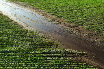 View from the drone on the rain-damaged agricultural fields