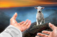 Hands Of God Reaching Out To A Lost Sheep. Religious Theme Concept.