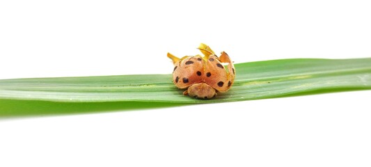 Wall Mural - Ladybug dead on green grass