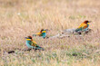 Colorful bee eater bird