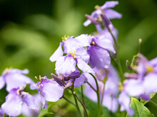 Beautiful Shot Of Chinese Violet Cress Flowers (Orychophragmus Violaceus) On A Sunny Day