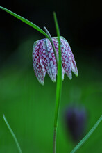 Chequered-lily (Fritillaria Meleagris) In Blurred Green Background