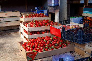 Freshly harvested strawberries in wooden boxes on the floor in farmer market. Horizontal, side view, copy space