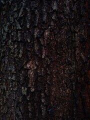 bark of a tree, rough texture