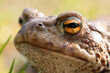 Portrait of a half-turn of a common toad macro outdoors