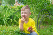 A boy in a yellow T-shirt eats ripe red strawberries in the summer at his grandmother's dacha