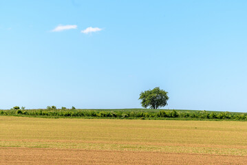 Lone tree in the French countryside.