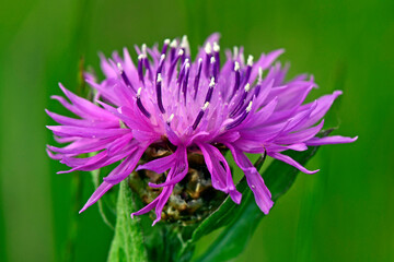 Canvas Print - Brown knapweed // Wiesen-Flockenblume (Centaurea jacea)