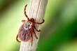 Female blood-sucking mite crawling down along a blade of dry grass with green blurred grass on the background