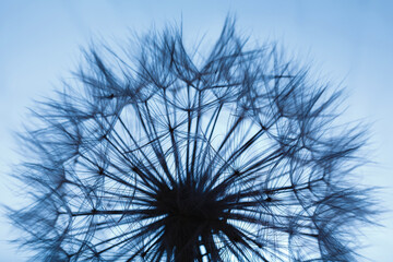 Wall Mural - Background of dandelion with water drops.