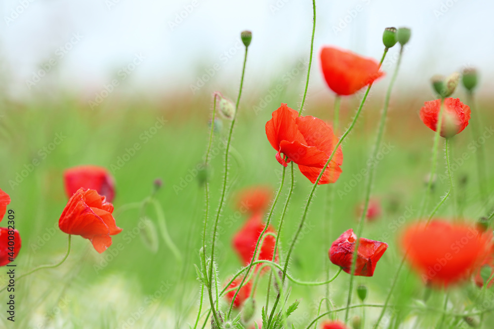 Beautiful poppy flowers in field