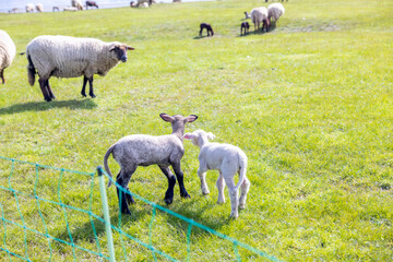 Wall Mural - Flock of sheep in a fenced farmland