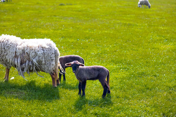 Wall Mural - Flock of sheep in green field