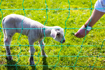 Canvas Print - Hand feeding a lamb in farmland