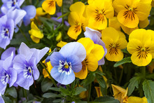 Closeup Shot Of Blue And Yellow Garden Pansies