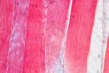 Wall Mural - Characteristics of anatomy and Histological sample Striated (Skeletal) muscle of mammal Tissue under the microscope.
