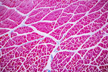 Wall Mural - Characteristics of anatomy and Histological sample Striated (Skeletal) muscle of mammal Tissue under the microscope.
