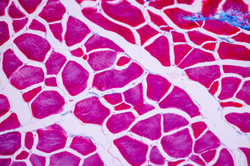 Wall Mural - Characteristics of anatomy and Histological sample Striated (Skeletal) muscle of mammal Tissue under the microscope.
